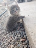 Отдам котят бесплатно Алматы
