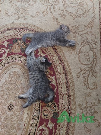 Отдам котят бесплатно Алматы - изображение 1