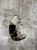 Отдам котенка Алматы