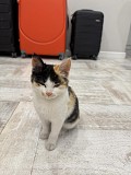 Отдам котенка Алматы