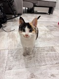 Отдам котенка Алматы