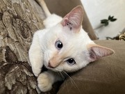 Котенок мальчик 3 месяца Алматы