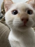 Котенок мальчик 3 месяца Алматы