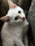 Котенок мальчик 3 месяца Алматы