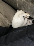 Котенок мальчик 3 месяца Алматы