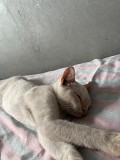 Котенок мальчик 3 месяца Алматы