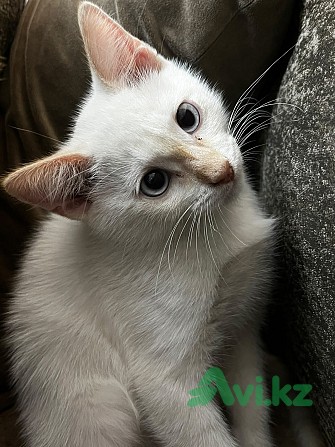 Котенок мальчик 3 месяца Алматы - изображение 1