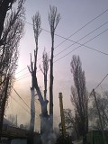 Спил деревьев в Алматы и Алматинской области! Алматы