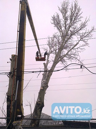 Спил деревьев в Алматы и Алматинской области! Алматы - изображение 1