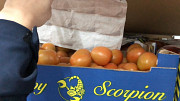 Продаем томаты из Испании Санкт-Петербург