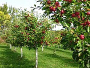 Обрезка плодовых деревьев. Консультация по уходу за садом Алматы