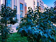 Прописка В Астане Астана