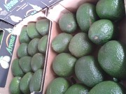 Продаем авокадо из Испании Санкт-Петербург