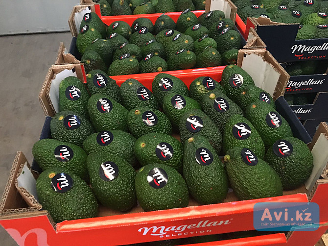 Продаем авокадо из Испании Санкт-Петербург - изображение 1