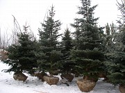 Посадка деревьев и кустарников на участке Астана