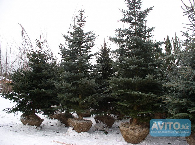Посадка деревьев и кустарников на участке Астана - изображение 1