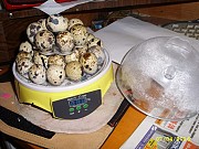 Универсальный мини инкубатор на 7 яиц За границей