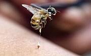 Лечение пчелиным ядом в алматы Алматы