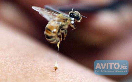 Лечение пчелиным ядом в алматы Алматы - изображение 1