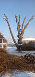Спил деревьев в Алматы и Алматинской области Алматы