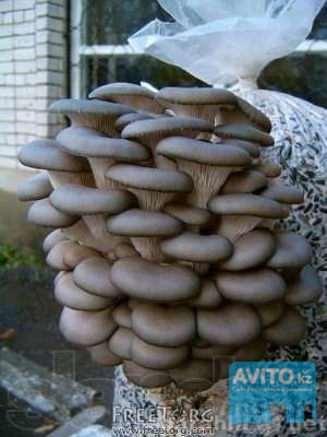 Организуем для вас грибную теплицу (вешенка) , рентабельность более 70 Алматы - изображение 1
