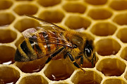 Лечение пчелами остеохондроза в Алматы Алматы