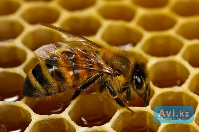 Лечение пчелами остеохондроза в Алматы Алматы - изображение 1