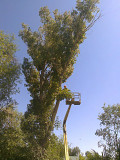Спил деревьев Алматы