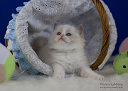 Продаются великолепные котята породы Рэгдолл Алматы