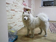 Гостиница для собак happydogs Алматы