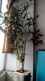 Апельсин дерево цитрус 2 метра. Талдыкорган