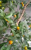 Клементин дерево цитрус плодоносящее возраст 15 лет кумкват мандарин Талдыкорган