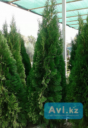 Туя Смарагд 1, 4 - 1, 6 м - для озеленения Алматы - изображение 1