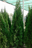 Туи для озеленения территории Алматы