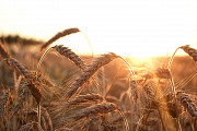 Продаем большим оптом 500000 тысяч тонн пшеницу 2019-2025 года Алматы