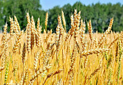 Продаем большим оптом 500000 тысяч тонн пшеницу 2019-2025 года Алматы