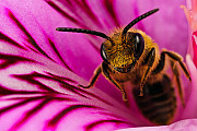 Лечение пчелами Алматы