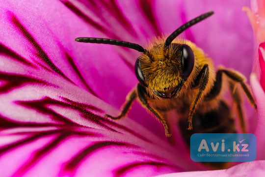 Лечение пчелами Алматы - изображение 1