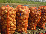 Овощи от производителя с полей от 100000 тысяч тонн Урожай 2020-2028года Алматы