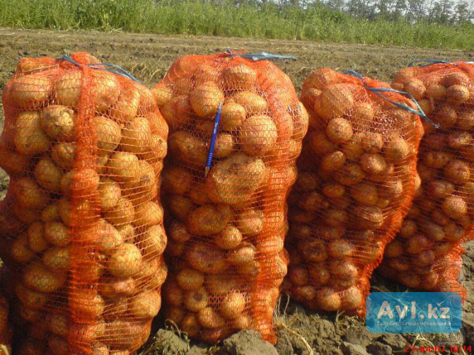 Овощи от производителя с полей от 100000 тысяч тонн Урожай 2020-2028года Алматы - изображение 1