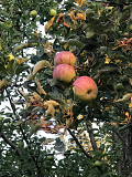 Яблоневый сад 2 га в с.азат Алматы