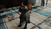 Жулиан - котенок Донского Сфинкса выставочного класса Алматы