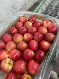 Продаем яблоки Алматы