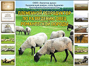Племеные овцы романовской породы Другой город России