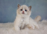 Великолепные котята породы Рэгдолл Нур-Султан (Астана)
