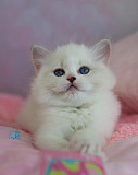 Великолепные котята породы Рэгдолл Нур-Султан (Астана)