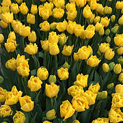 Тюльпаны оптом к 8 марта Караганда