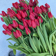 Тюльпаны оптом к 8 марта Караганда