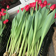 Тюльпаны оптом Алматы