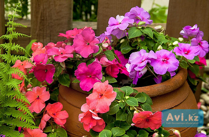 Бальзамин садовый Усть-Каменогорск - изображение 1